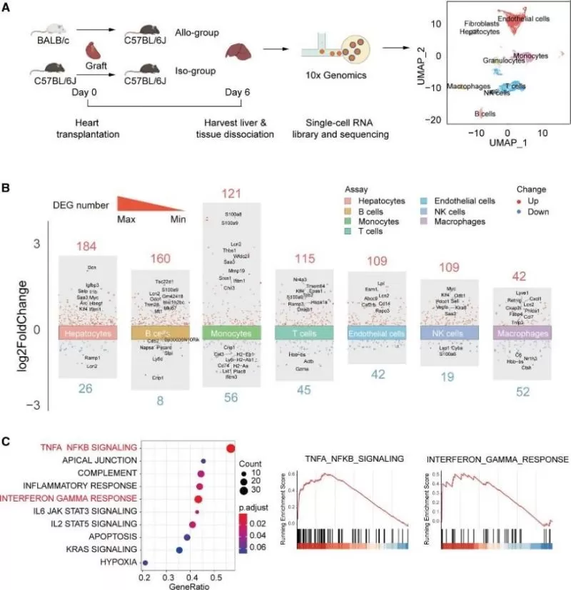 Figure 3. Single-cell RNA-sequencing analysis of the liver in mice during heart transplant rejection.